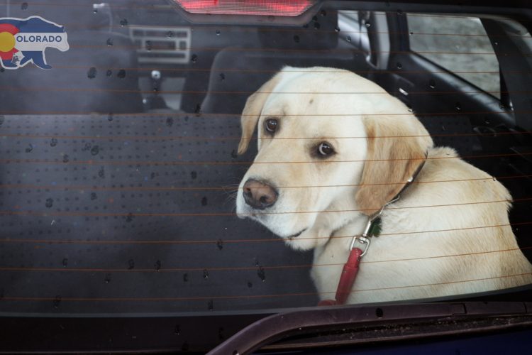 Can You Legally Break a Car Window to Save a Dog in Colorado? Yes—But Read This First