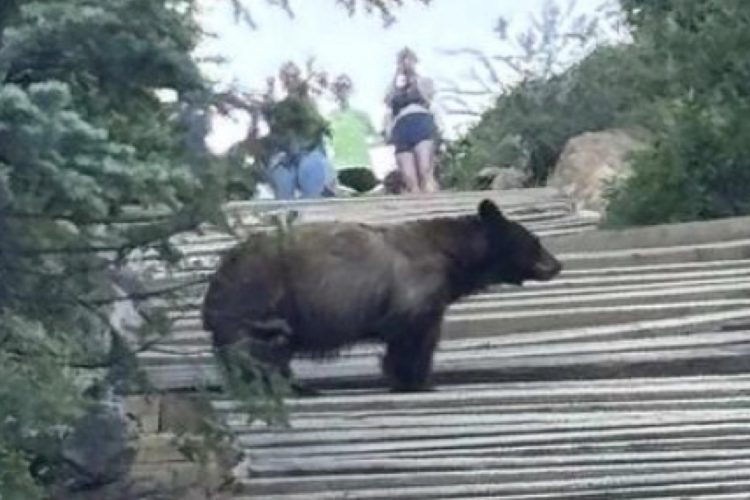 Bear Caught on Video Near Top of Manitou Incline—Hikers Urged to Stay Alert