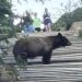 Bear Caught on Video Near Top of Manitou Incline—Hikers Urged to Stay Alert