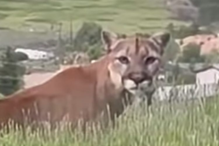 VIDEO: Mountain Lions Caught on Camera Roaming Colorado Backyard