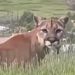 VIDEO: Mountain Lions Caught on Camera Roaming Colorado Backyard