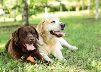 New Colorado Law: What Pet Owners Must Do Before Boarding or Grooming