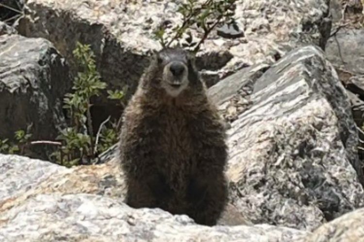 Caught Hitchhiking! Curious Critter Takes Scenic Route to the Denver Zoo