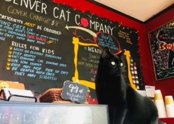 Three Colorado Hangouts for Pets (and Their People) Make USA TODAY’s 10 Best List