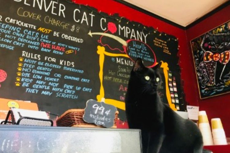 Three Colorado Hangouts for Pets (and Their People) Make USA TODAY’s 10 Best List