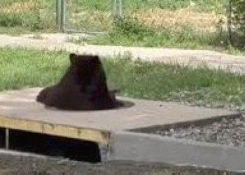 VIDEO: Black Bear Climbs to Freedom After Being Trapped in Colorado Storm Drain