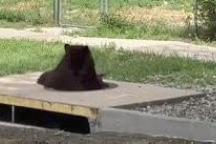VIDEO: Black Bear Climbs to Freedom After Being Trapped in Colorado Storm Drain