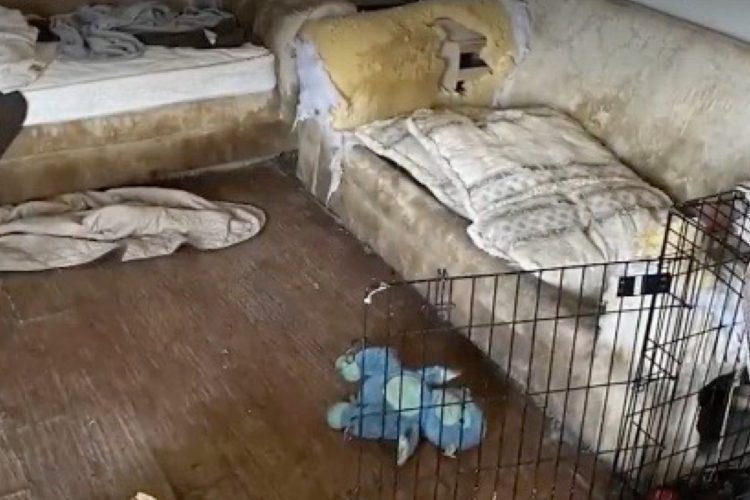 Tip Leads to Massive Pet Rescue in Northglenn — The Final Count Is Jaw-Dropping