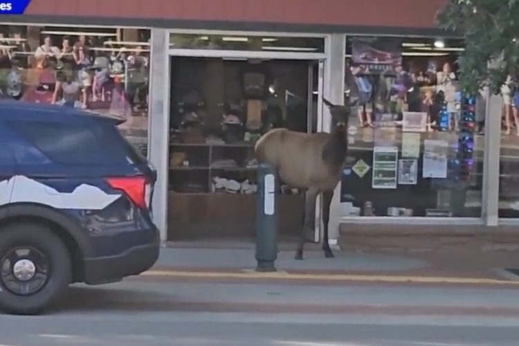 WATCH: Caught on Camera: Elk Surprises Tourists Inside Downtown Estes Park Shop