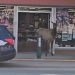 WATCH: Caught on Camera: Elk Surprises Tourists Inside Downtown Estes Park Shop