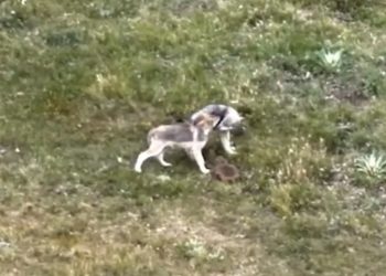 Colorado’s Gray Wolf Comeback: New Litter Confirmed in Jackson County