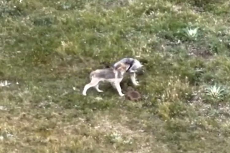 Colorado’s Gray Wolf Comeback: New Litter Confirmed in Jackson County