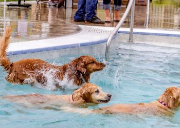 Last Splash! Where to Take Your Pup for an End-of-Summer Swim in Colorado