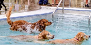 Last Splash! Where to Take Your Pup for an End-of-Summer Swim in Colorado