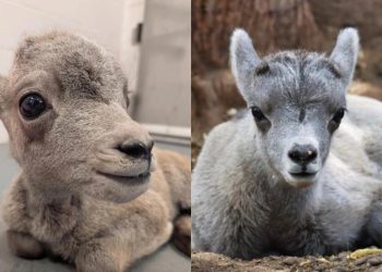 Double the Cuteness: Denver Zoo Welcomes Two Bighorn Lambs!