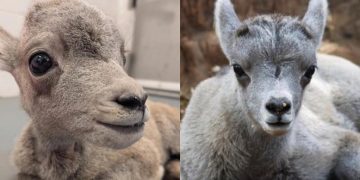 Double the Cuteness: Denver Zoo Welcomes Two Bighorn Lambs!
