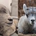 Double the Cuteness: Denver Zoo Welcomes Two Bighorn Lambs!