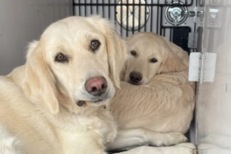 Who Left Them? Parker Police Seek Answers After Dogs Dumped Near Elementary School