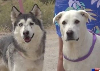 Colorado Woman Carries Husky to Safety After Rattlesnake Bite on Trail