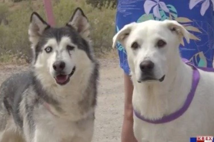 Colorado Woman Carries Husky to Safety After Rattlesnake Bite on Trail