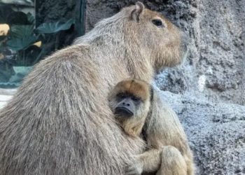 Monkey Business: Howler and Capybara Caught Cuddling at Denver Zoo