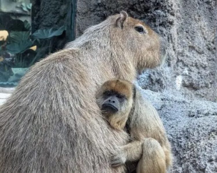 Monkey Business: Howler and Capybara Caught Cuddling at Denver Zoo