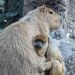 Monkey Business: Howler and Capybara Caught Cuddling at Denver Zoo