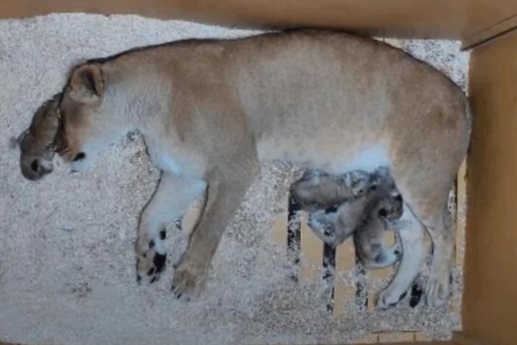 Denver Zoo Welcomes a New Pride with Birth of Four Lion Cubs