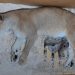 Denver Zoo Welcomes a New Pride with Birth of Four Lion Cubs