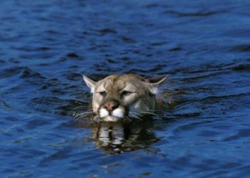 WATCH: Yes, Mountain Lions Can Swim — And This Colorado Sighting Proves It
