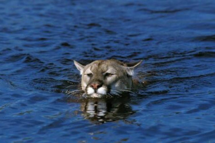 WATCH: Yes, Mountain Lions Can Swim — And This Colorado Sighting Proves It