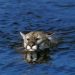 WATCH: Yes, Mountain Lions Can Swim — And This Colorado Sighting Proves It