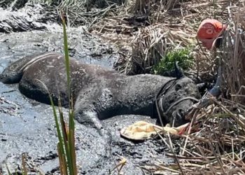 Sweetie the Horse Rescued After Hours Stuck in Boulder County Mud Pit