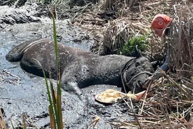 Sweetie the Horse Rescued After Hours Stuck in Boulder County Mud Pit