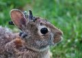 ‘Frankenstein’ Rabbits Spotted in Colorado: Officials Warn Public to Keep Distance