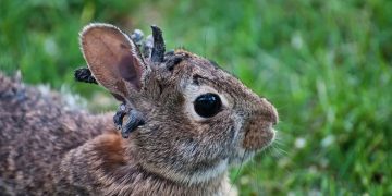 ‘Frankenstein’ Rabbits Spotted in Colorado: Officials Warn Public to Keep Distance
