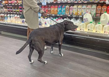 OPINION: Since When is it Okay to Bring Your Dog in the Grocery Store?