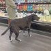 OPINION: Since When is it Okay to Bring Your Dog in the Grocery Store?