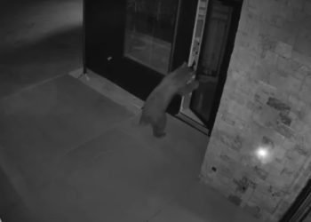 VIDEO: Bear Twists Doorknob, Enters Telluride Home Like a Guest