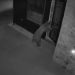 VIDEO: Bear Twists Doorknob, Enters Telluride Home Like a Guest