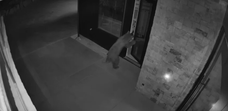 VIDEO: Bear Twists Doorknob, Enters Telluride Home Like a Guest