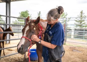 70 Neglected Horses Rescued from Rural Colorado in Massive Animal Welfare Operation
