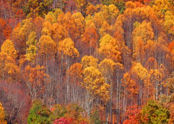 From Durango to Pagosa Springs, Colorado Towns Shine as Leaf-Peeping Hotspots