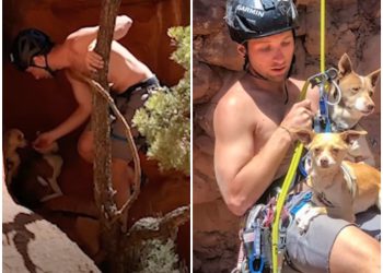 Colorado Hikers Save Stranded Dogs in Daring Canyon Cliff Rescue