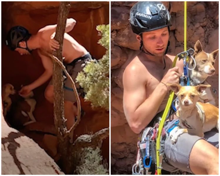 Colorado Hikers Save Stranded Dogs in Daring Canyon Cliff Rescue