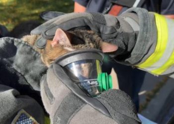 Firefighters Save Four Cats from Jefferson County Garage Blaze