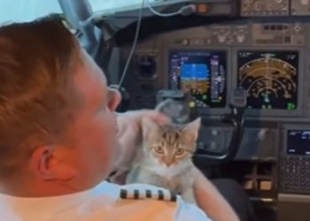 From Cockpit to Cat Dad: Denver Pilot Adopts Kitten During Rescue Flight