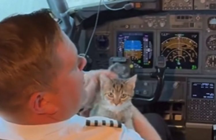 From Cockpit to Cat Dad: Denver Pilot Adopts Kitten During Rescue Flight