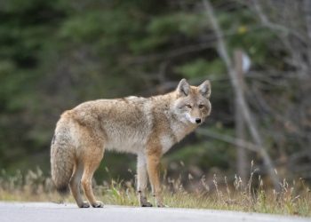 Coyotes Killing Dogs Across Denver Metro: Officials Warn Pet Owners to Stay Vigilant