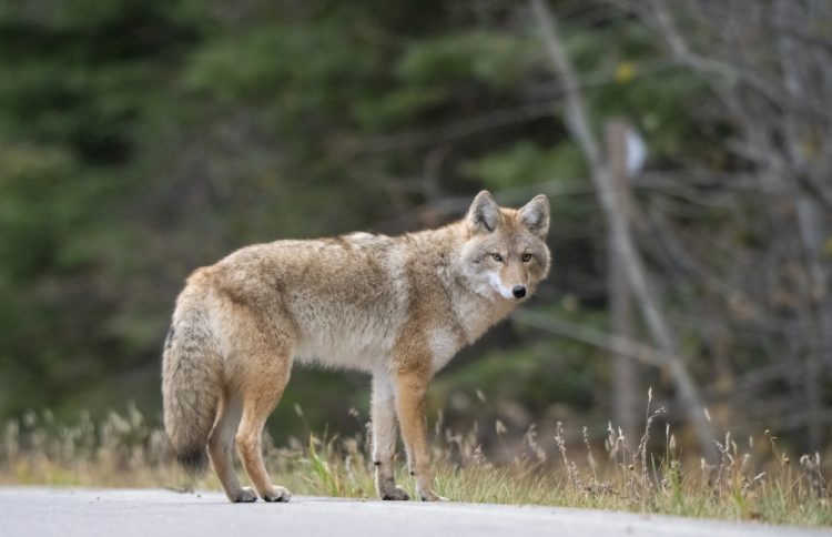 Coyotes Killing Dogs Across Denver Metro: Officials Warn Pet Owners to Stay Vigilant